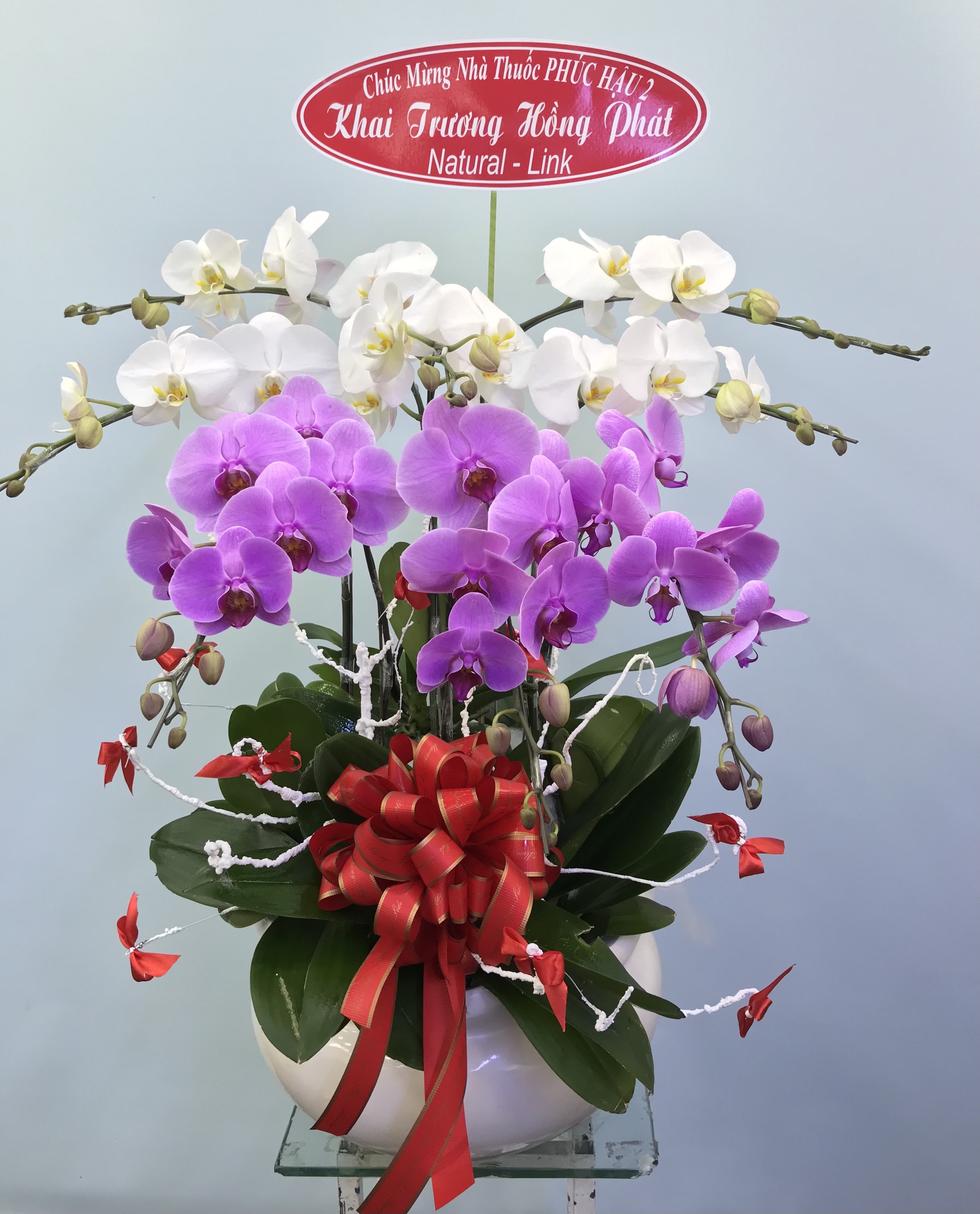 Hoa Lan Khai Trương 00115